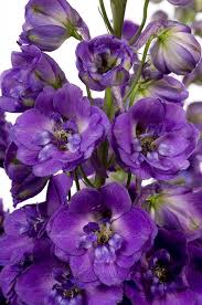 Attēlu rezultāti vaicājumam “Delphinium elatum  fruit”