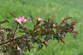Attēlu rezultāti vaicājumam “Rosa glauca”