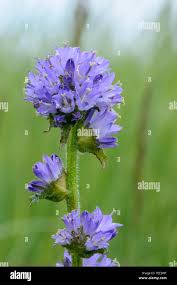 Attēlu rezultāti vaicājumam “Campanula cervicaria bud”