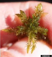 Attēlu rezultāti vaicājumam “Sphagnum cuspidatum”