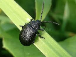 Attēlu rezultāti vaicājumam “Galeruca tanaceti”