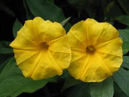 Attēlu rezultāti vaicājumam “Convolvulaceae”