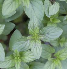 Attēlu rezultāti vaicājumam “Mentha x piperita leaf”