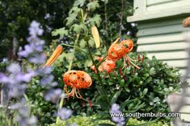 Attēlu rezultāti vaicājumam “Lilium lancifolium”