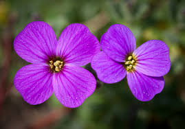 Attēlu rezultāti vaicājumam “Aubrieta deltoidea leaf”