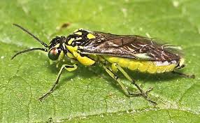 Attēlu rezultāti vaicājumam “Rhogogaster picta”