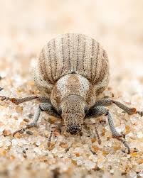 Attēlu rezultāti vaicājumam “Philopedon plagiatum”