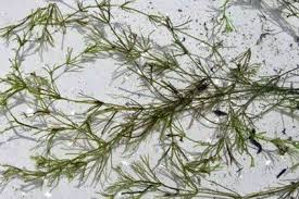 Attēlu rezultāti vaicājumam “Chara intermedia”