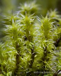 Attēlu rezultāti vaicājumam “Racomitrium canescens”