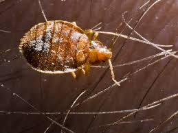 Image result for bed bugs