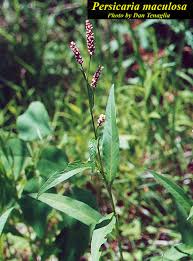 Attēlu rezultāti vaicājumam “Persicaria maculosa leaf”