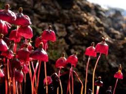 Attēlu rezultāti vaicājumam “Acaulon muticum sporophyte”