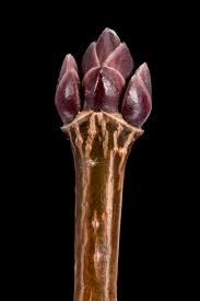 Attēlu rezultāti vaicājumam “Acer platanoides bud”