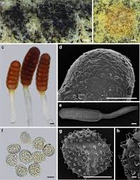 Attēlu rezultāti vaicājumam “Phragmidium sp.”