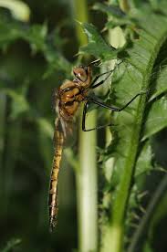 Attēlu rezultāti vaicājumam “Epitheca bimaculata”