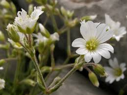 Attēlu rezultāti vaicājumam “Cerastium sylvaticum”