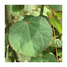 Attēlu rezultāti vaicājumam “Cercidiphyllum japonicum”