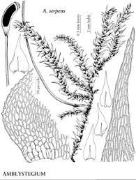 Attēlu rezultāti vaicājumam “Amblystegium serpens macro”