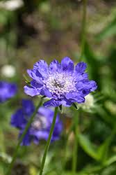 Image result for scabiosa caucasica