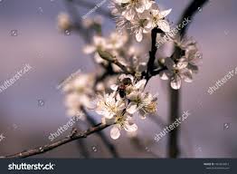 Attēlu rezultāti vaicājumam “Prunus domestica subsp. insitita”