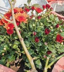 Image result for Chrysanthemum sebatense