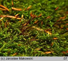 Attēlu rezultāti vaicājumam “Pterigynandrum filiforme”