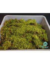 Attēlu rezultāti vaicājumam “Hypnum”