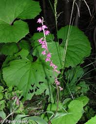 Attēlu rezultāti vaicājumam “Epipactis atrorubens fruit”