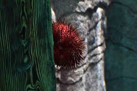 Image result for Mesocentrotus franciscanus