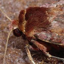 Attēlu rezultāti vaicājumam “Diarsia brunnea”