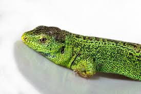 Attēlu rezultāti vaicājumam “Lacerta agilis male”