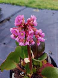 Image result for Bergenie