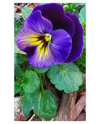 Attēlu rezultāti vaicājumam “Viola x williamsii”