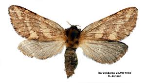 Attēlu rezultāti vaicājumam “Phymatopus hecta”