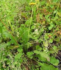 Attēlu rezultāti vaicājumam “Taraxacum officinale aggr. leaf”