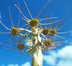 Attēlu rezultāti vaicājumam “Gypsophila fastigiata bud”