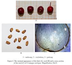 Attēlu rezultāti vaicājumam “Crataegus x macrocarpa fruit”
