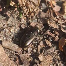 Attēlu rezultāti vaicājumam “Amara sp.”