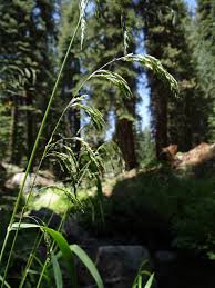 Attēlu rezultāti vaicājumam “Cinna latifolia”