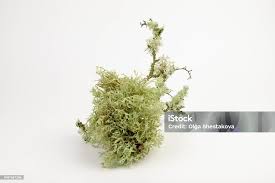 Attēlu rezultāti vaicājumam “Cetraria islandica”