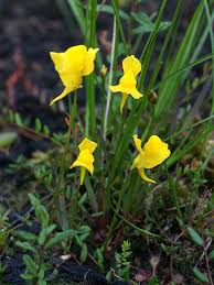 Attēlu rezultāti vaicājumam “Utricularia vulgaris flower”