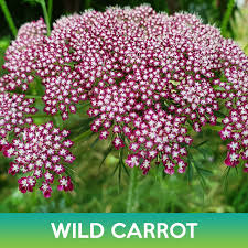 Image result for Daucus carota
