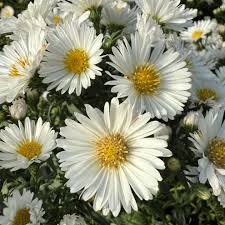Image result for Aster novi-belgii