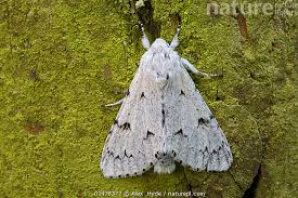 Attēlu rezultāti vaicājumam “Acronicta leporina”