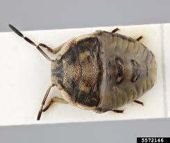 Attēlu rezultāti vaicājumam “Chlorochroa juniperina”