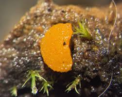 Attēlu rezultāti vaicājumam “Lamprospora tortulae-ruralis”