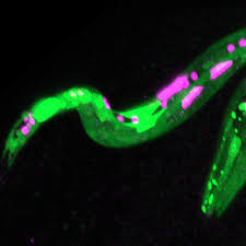 Attēlu rezultāti vaicājumam “Comatricha elegans var. microspora”
