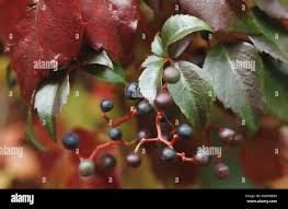 Attēlu rezultāti vaicājumam “Parthenocissus quinquefolia fruit”