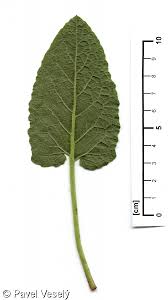 Attēlu rezultāti vaicājumam “Salvia verticillata leaf”