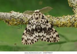 Attēlu rezultāti vaicājumam “Lymantria monacha”